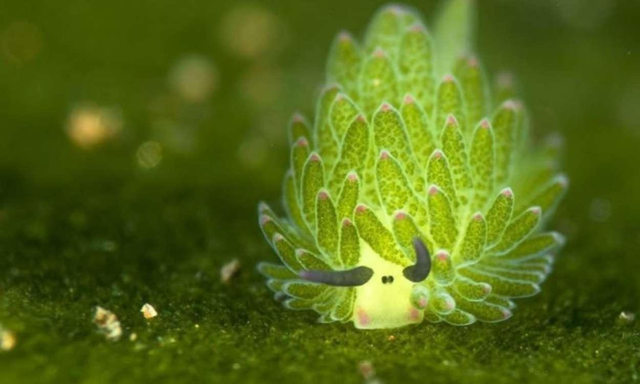 Costasiella kuroshimae, la "oveja marina" que roba cloroplastos