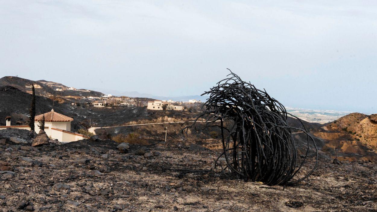 Zonas afectadas por el incendio forestal de Los Gallardos (Almería). EP.