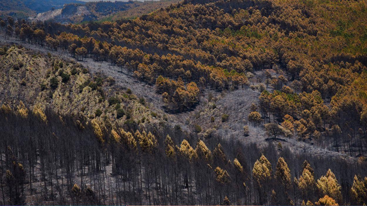 Superficie forestal quemada durante el incendio forestal, a 19 de julio de 2026, en Muriel, Guadalajara, Castilla-La Mancha (España). EP.