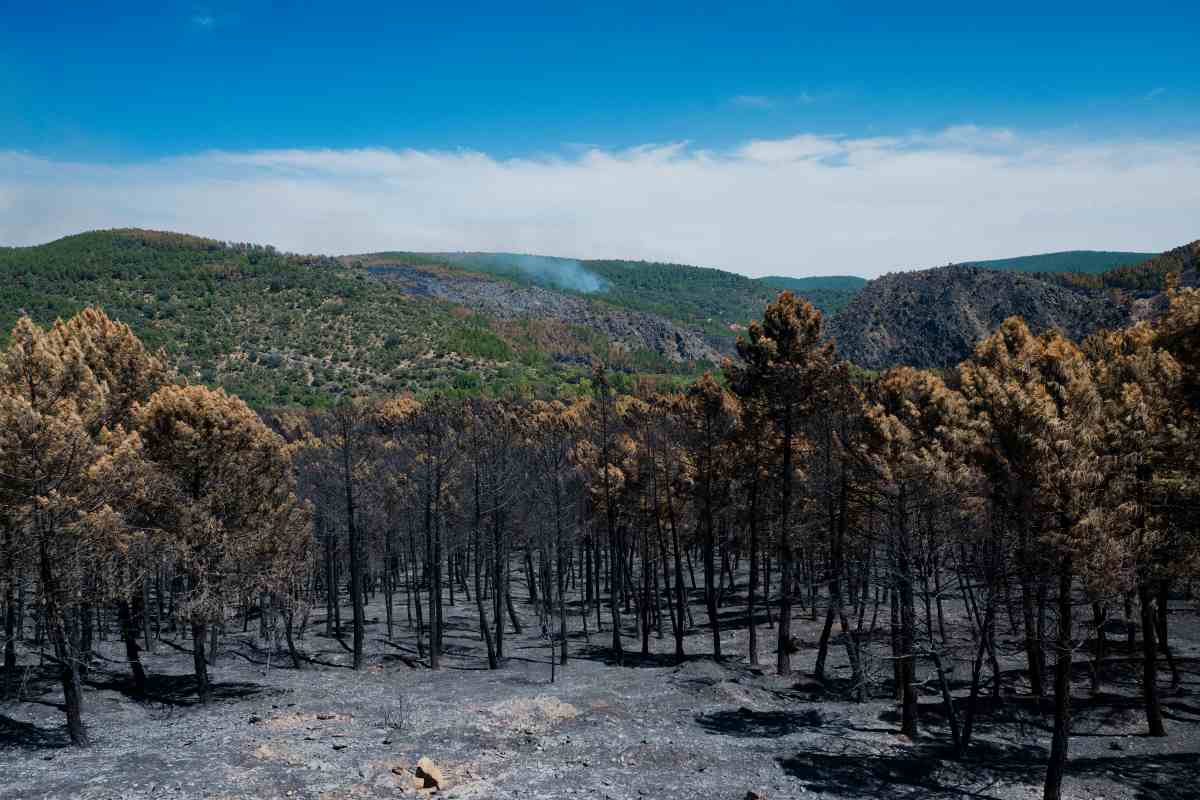 Superficie forestal quemada durante el incendio forestal en el incendio forestal de la Sierra Norte de Guadalajara. EP.
