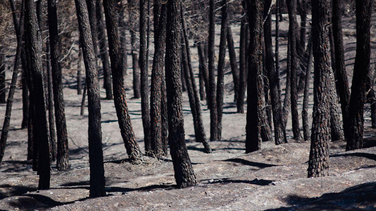 Paisaje arrasado por las llamas tras el incendio forestal de La Mierla (Guadalajara). EP.