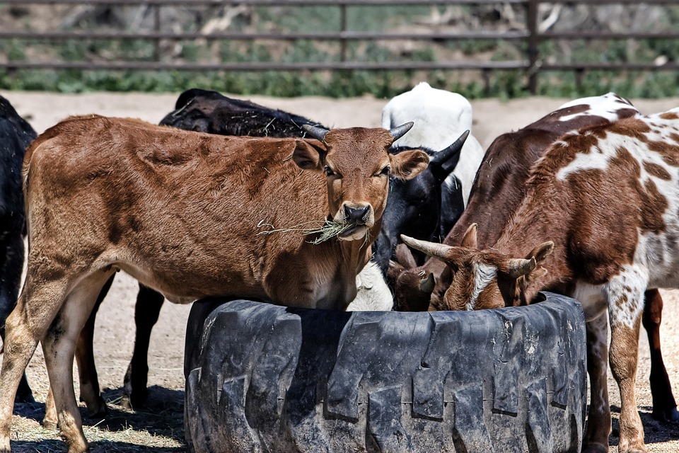 Varias vacas se alimentan en una explotación ganadera.