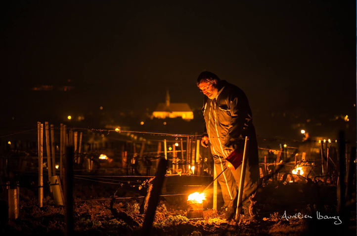 Noche de fuego en las viñas