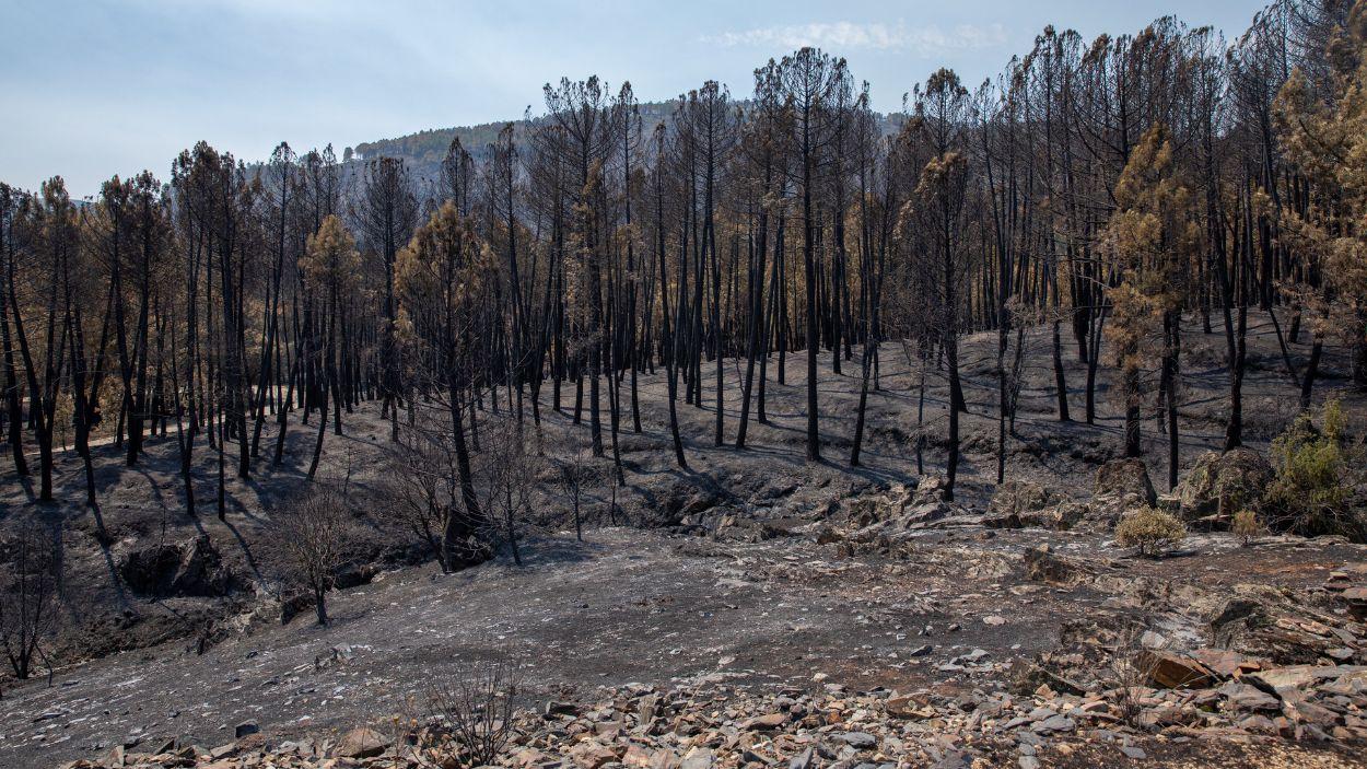 Zona calcinada por el incendio de La Mierla (Guadalajara). EP.