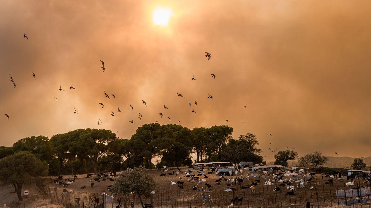 Varias aves huyen del fuego, a 23 de julio de 2026, en San Martín de Valdeiglesias, Madrid (España). EP.