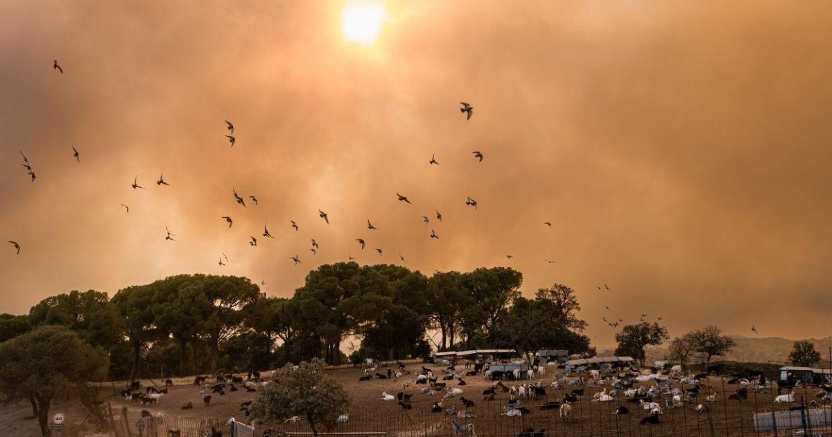 cerca de 60.000 evacuados y confinados en Madrid y Ávila, principales focos de incendios