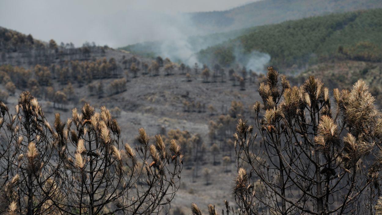 Superficie forestal calcinada por el incendio de La Mierla (Guadalajara). EP.