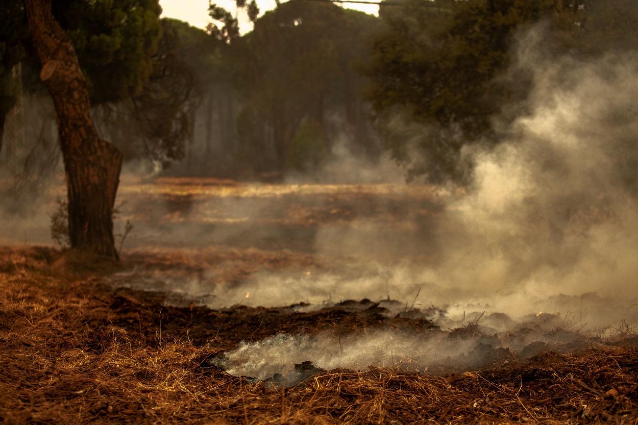 Terreno quemado en el Incendio de Pinar de Almorox (Toledo). Tamara Rozas