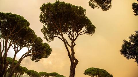 Arboleda de los Incendios de Pinar de Almorox (Toledo). Tamara Rozas