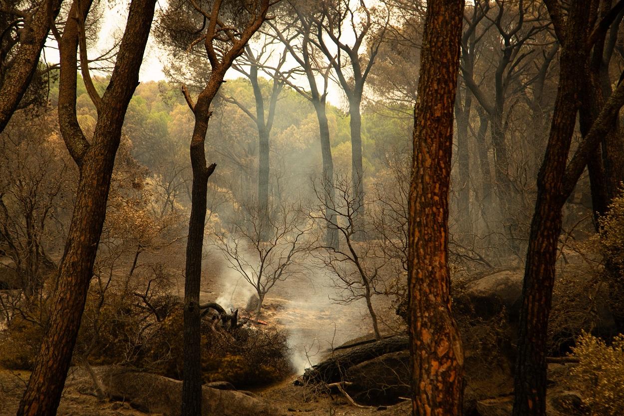 Bosque de El Pinar de Almorox (Toledo). Tamara Rozas