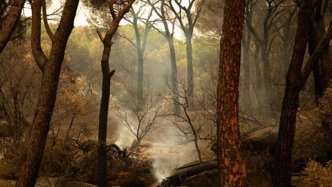 Bosque de El Pinar de Almorox (Toledo). Tamara Rozas