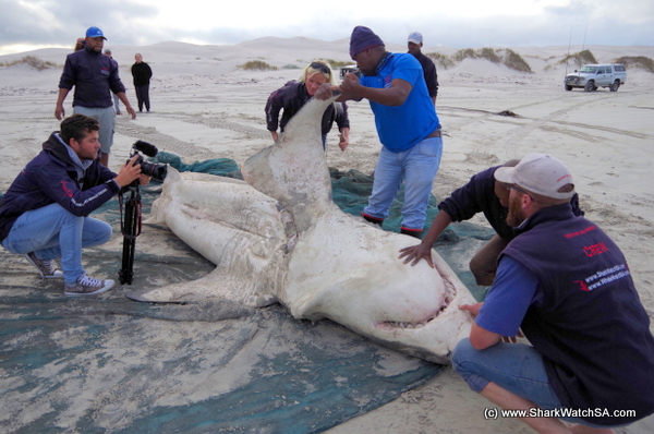 Lucha a muerte entre orcas y tiburones blancos en Sudáfrica