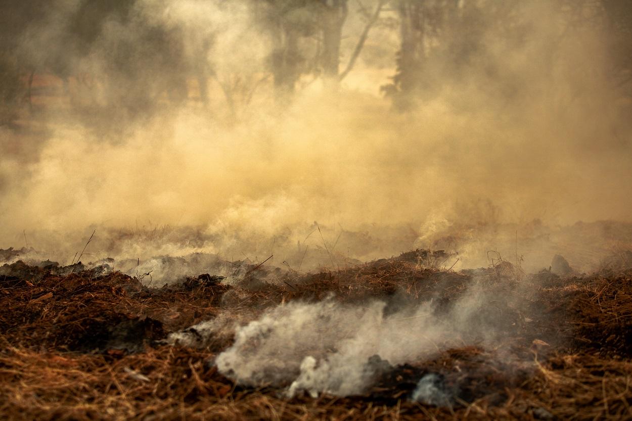 Terreno quemado en el Incendio de Pinar de Almorox (Toledo). Tamara Rozas