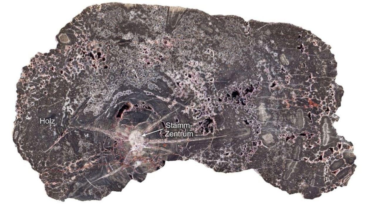 Pangea vuelve a hablar una madera fosilizada revela 300 millones de años de evolución geológica