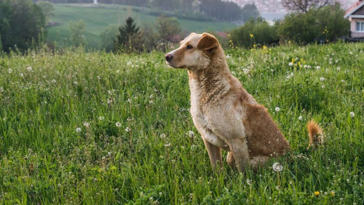 La dieta BARF divide a veterinarios y propietarios qué dice realmente la evidencia científica