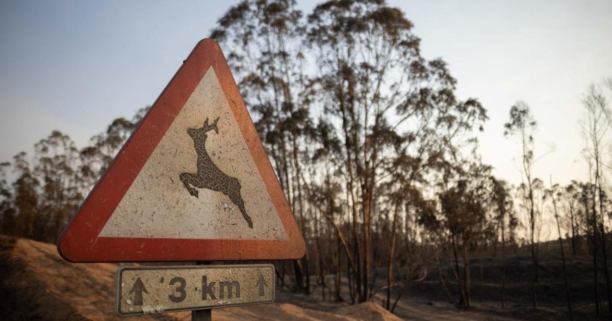Huelva, Segovia, Huesca o Castellón, en el foco de atención por los incendios forestales de agosto