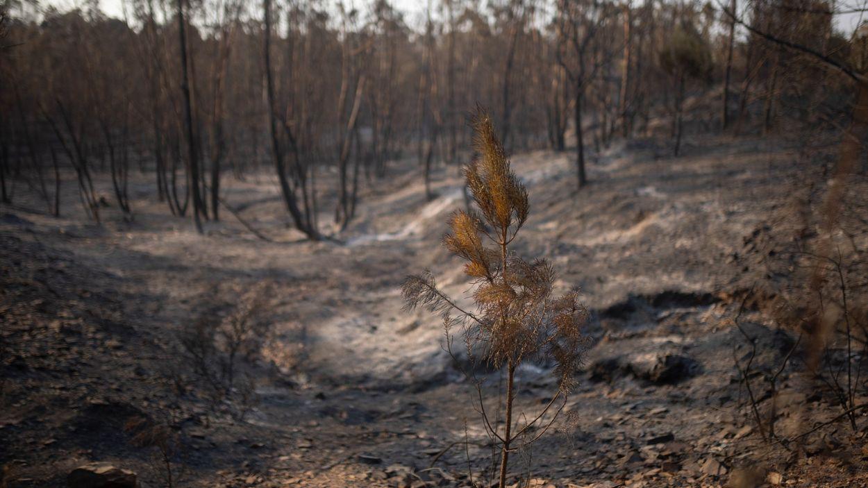 Imagen de zona afectada por el incendio de Niebla (Huelva) / EP