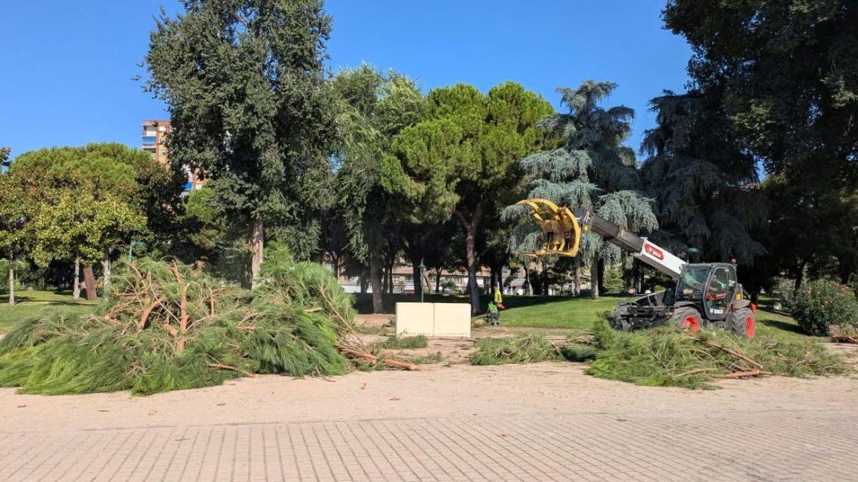 Tala de árboles en el parque de La Alameda de Talavera de la Reina. PSOE.