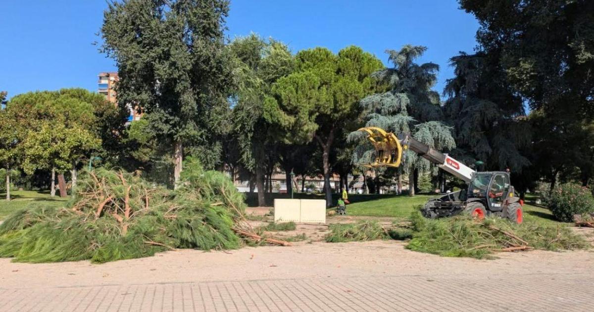 Denuncian una nueva tala de árboles en el pulmón verde de Talavera bajo ...