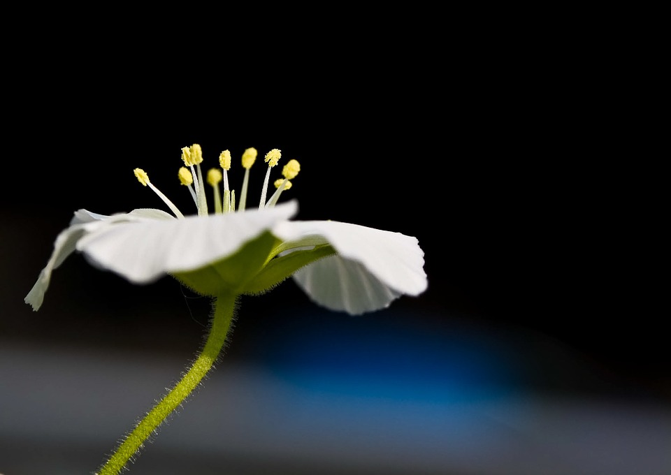 Las plantas producen su propia crema solar