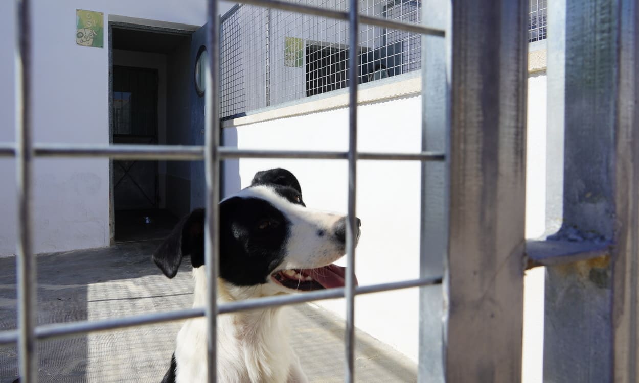 Uno de los perros alojados en Emperrados observa desde su chenil