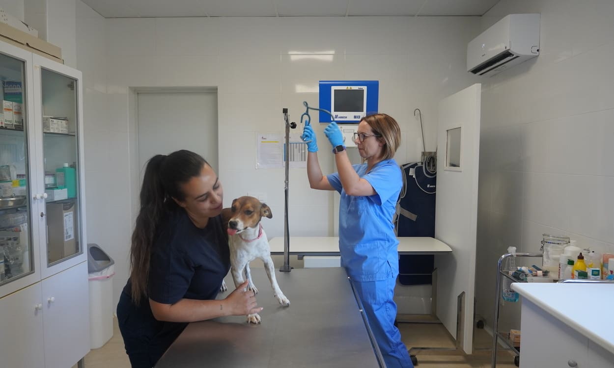 Yolanda García y África Moreno atienden a uno de los perros en las instalaciones veterinarias de Emperrados