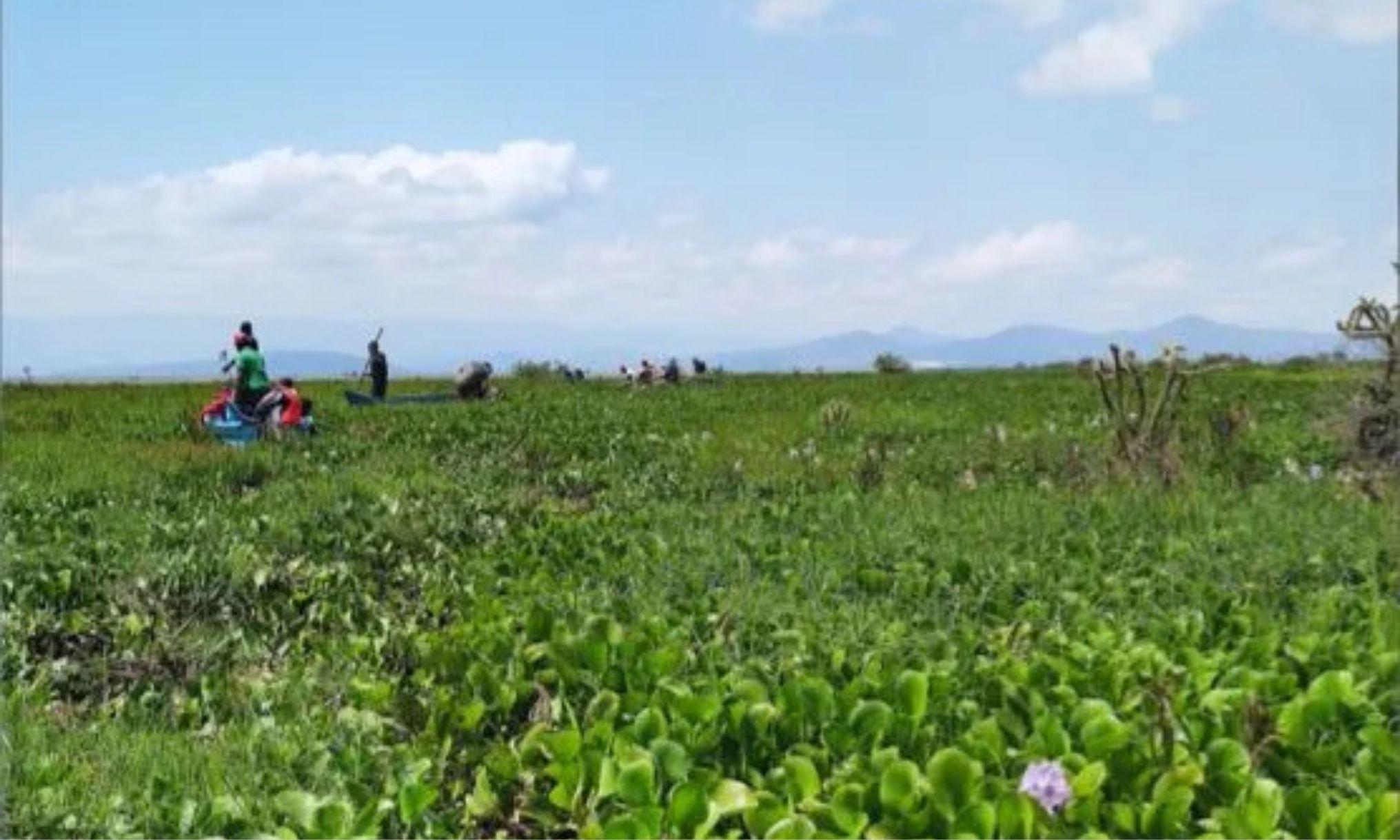 La planta que asfixia los lagos de África y puede acabar con el plástico