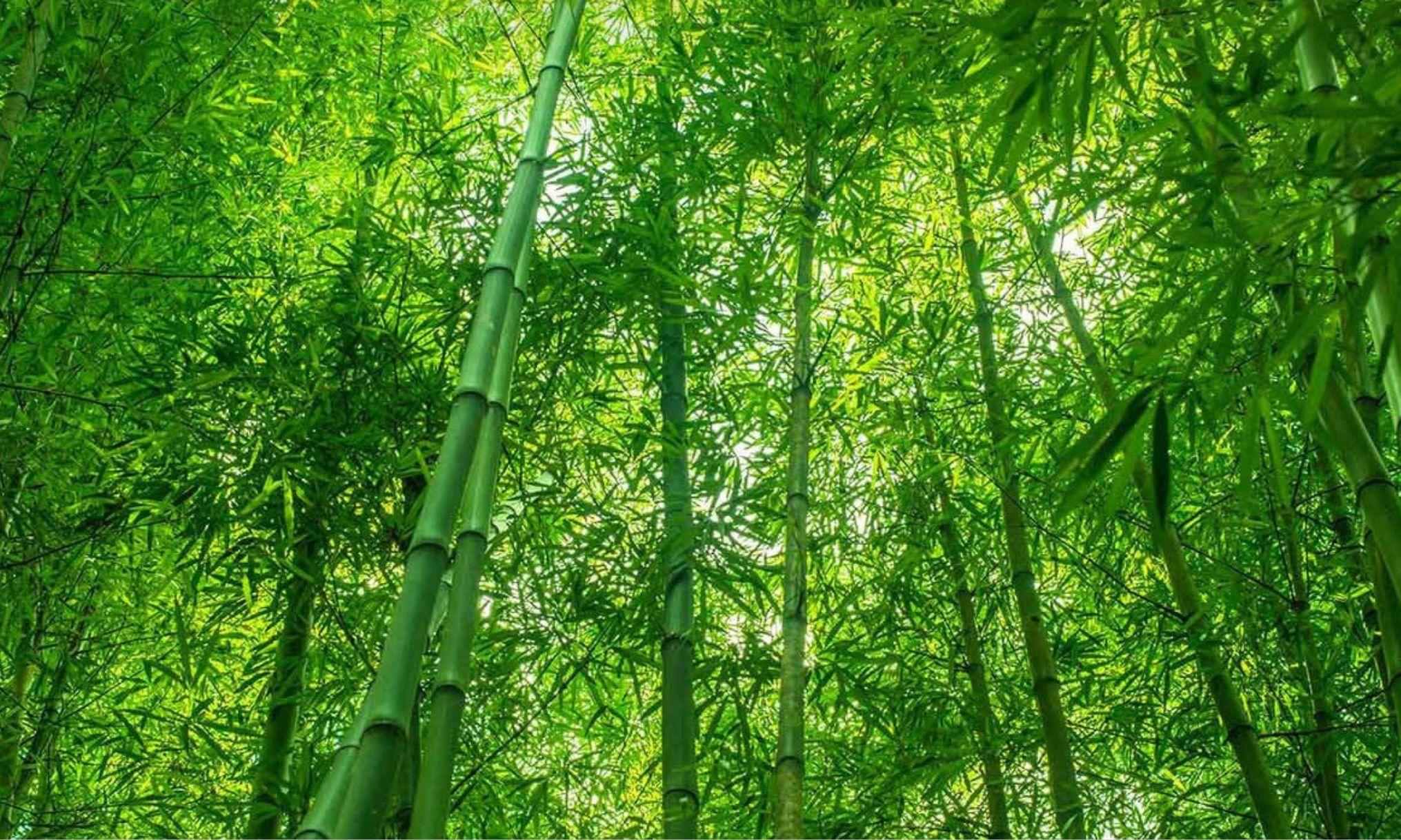 China quiere sustituir las bolsas de plástico por bambú: la tecnología que ya está llegando a millones de paquetes