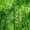 China quiere sustituir las bolsas de plástico por bambú: la tecnología que ya está llegando a millones de paquetes