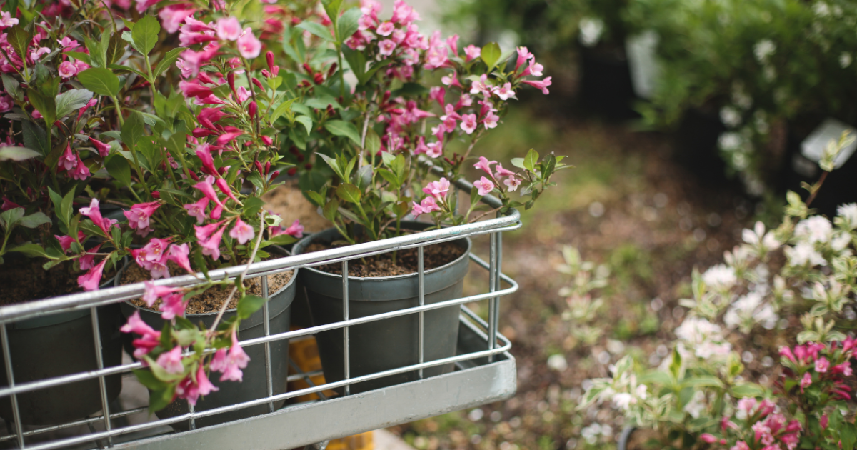 esta es la planta ideal para septiembre que llenará tu balcón de flores y crece en maceta