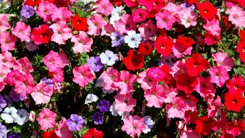 Petunias. Freepik Petunias. Freepik