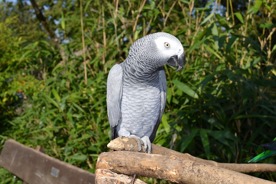 El único zoo de Europa con certificado American Humane es español