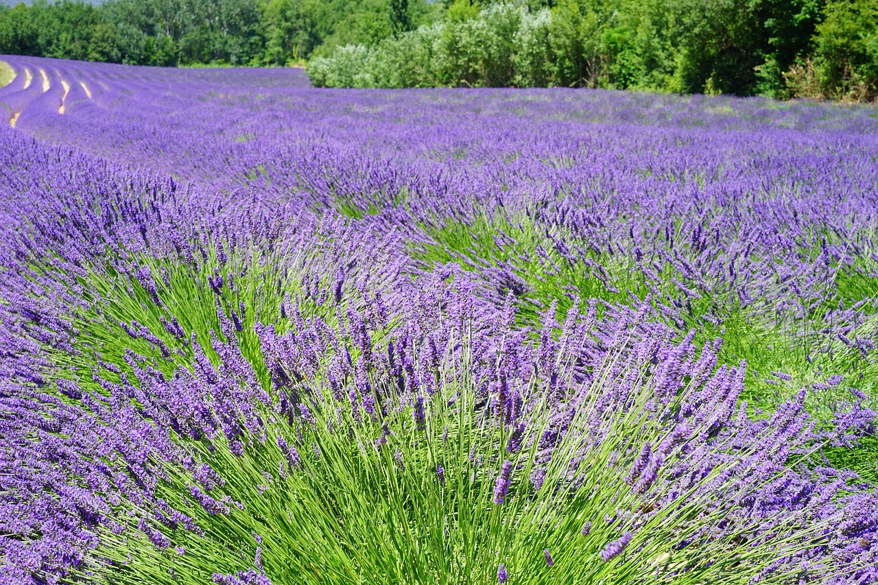 Vista de un campo de cultivo de lavanda, una planta que consume poca agua.