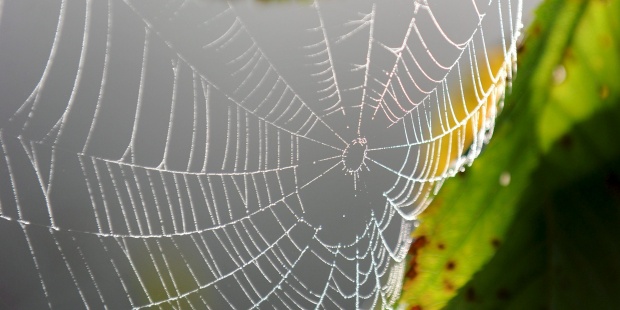 La tela de araña artificial será el tejido más resistente