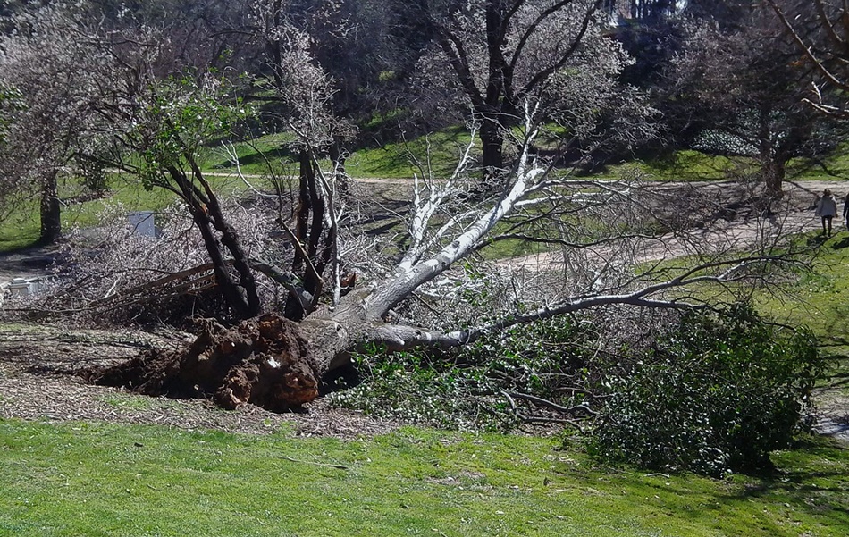 El viento ha desprendido la rama de un pino de grandes dimensiones. 