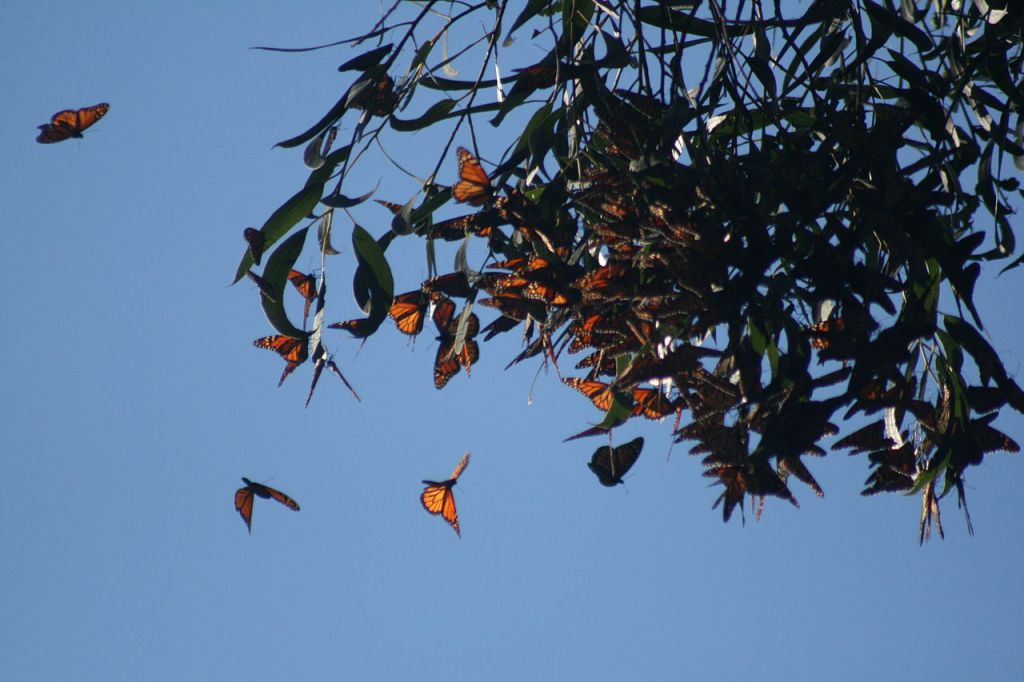 monarch_butterflies