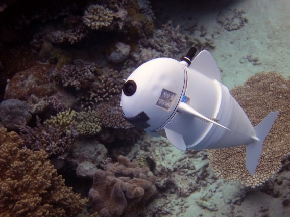 Hasta de los peces hacemos robots