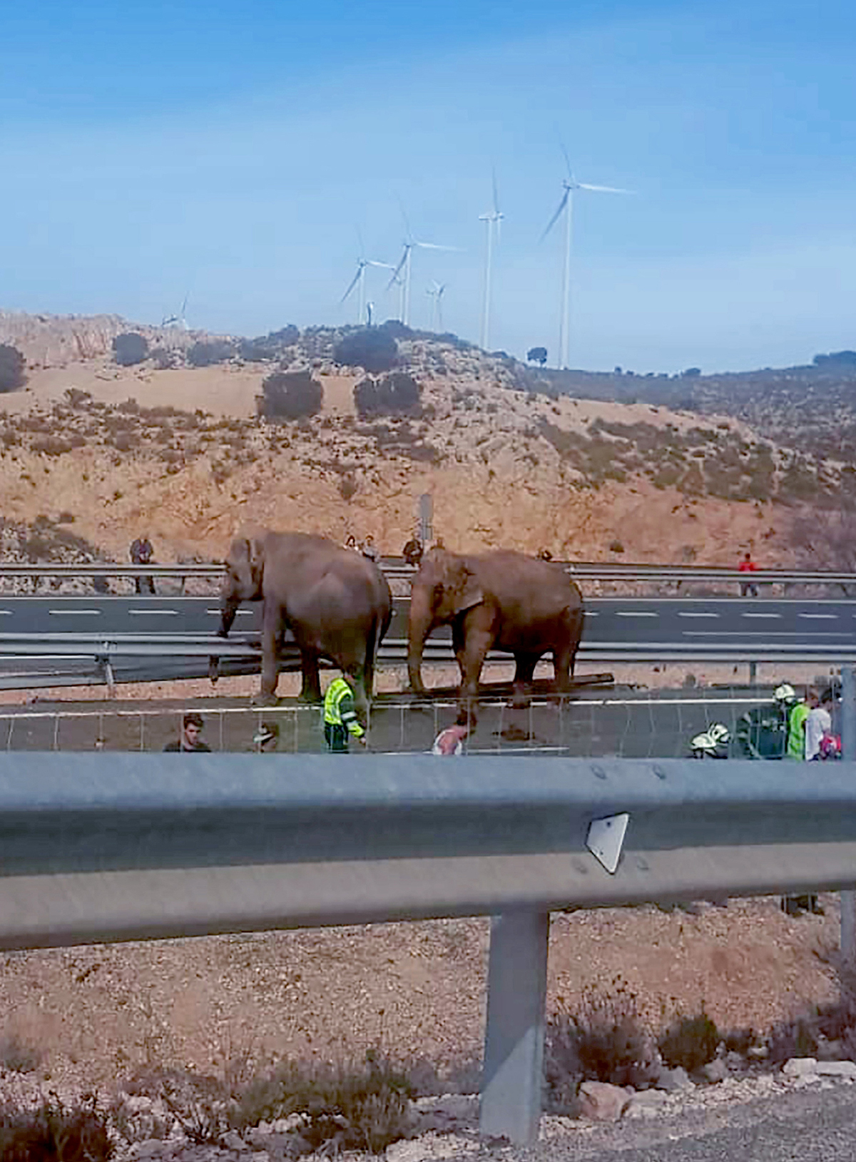 Fotografía facilitada por Belén García de la A-30 a su paso por la localidad albaceteña de Pozo Cañada, donde se encuentran los elefantes