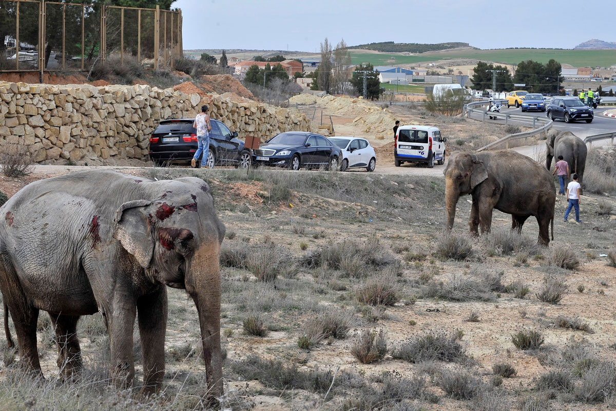Uno de los elefantes que resultó herido tras volcar el camión en el que viajaba en la A-30, a su paso por Pozo Cañada (Albacete)