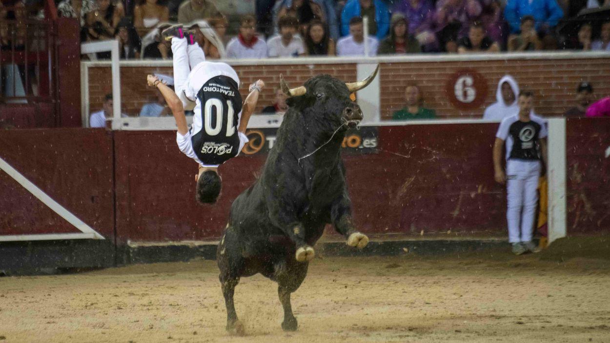 Un recortador realiza una pirueta frente a un toro. . EP.