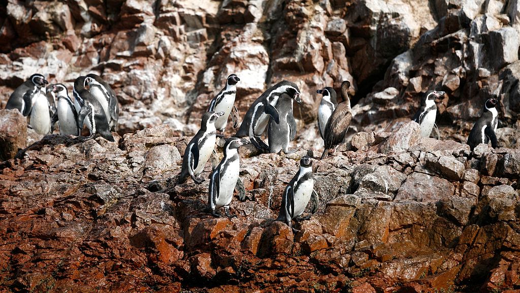 Los pingüinos contra la industria minera