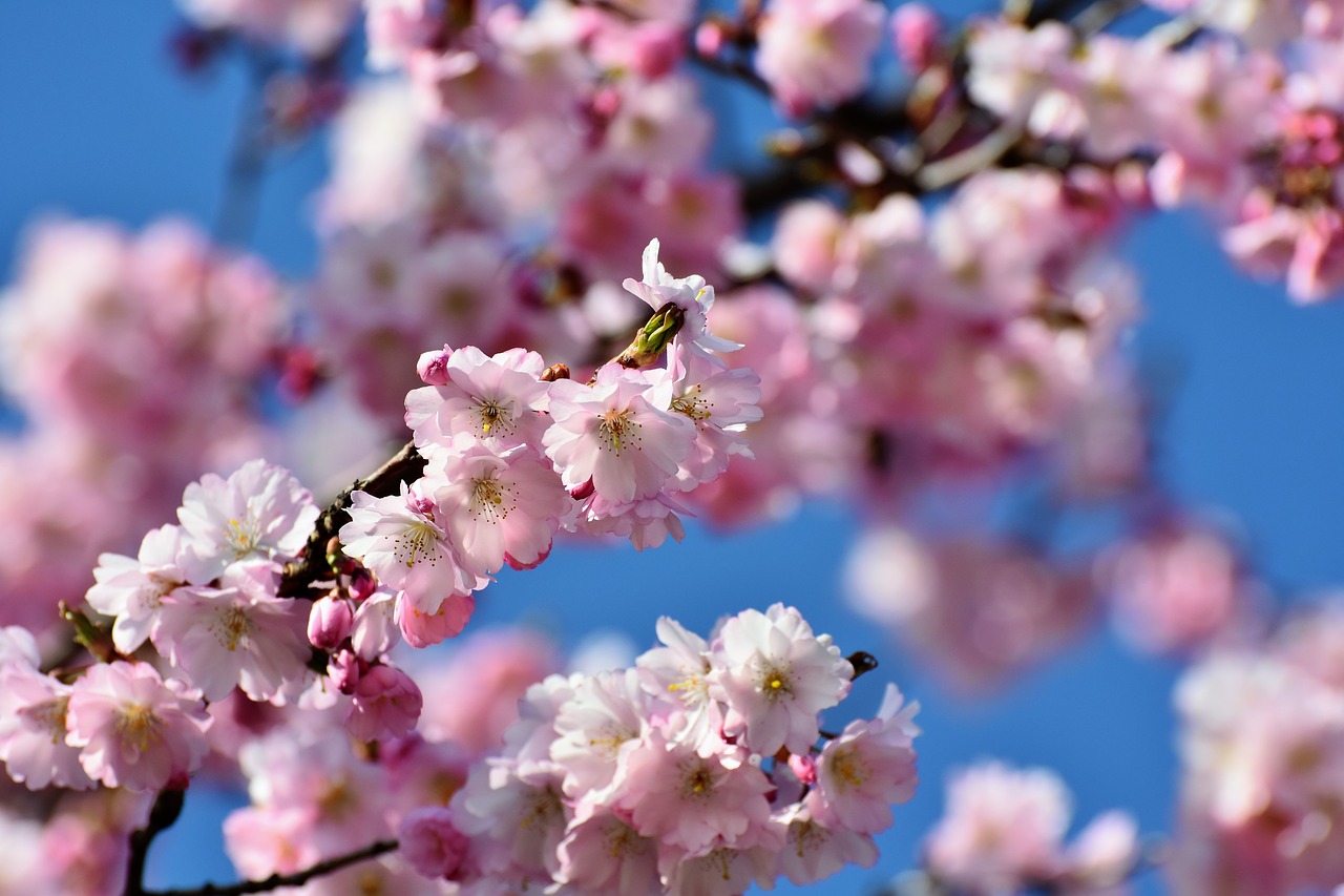 Flor de Cerezo