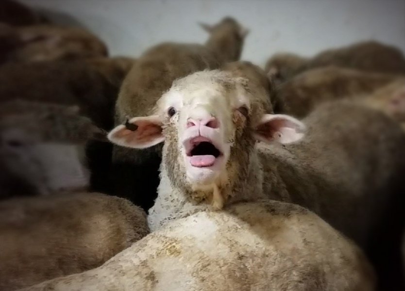 Una de las ovejas tratando de respirar. Foto: Animals Australia
