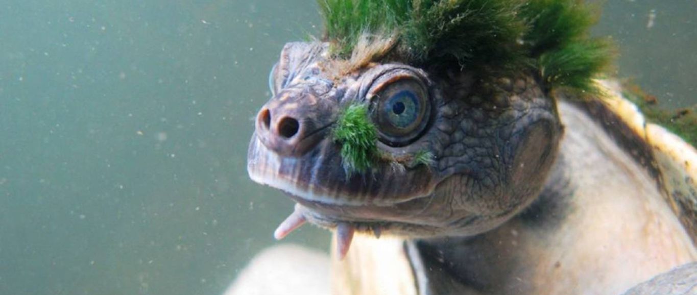 La 'tortuga punk' que respira por el ano, en extinción
