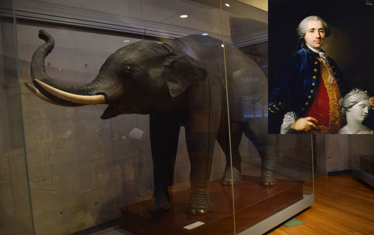 El elefante de Carlos III, pasó historia al ser disecado por el genial taxidermista Juan Bautista Bru quien recurrió al escultor Robert Michel (a la derecha), famoso por cincelar la fuente de la Cibeles. Actualmente en el Museo de Ciencias Naturales