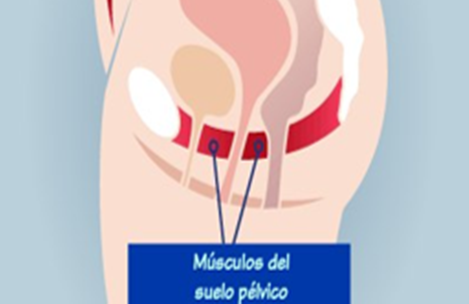 Músculos, ligamento y tejidos conforman el suelo pélvico, cuya función es sostener los órganos de esta zona. 