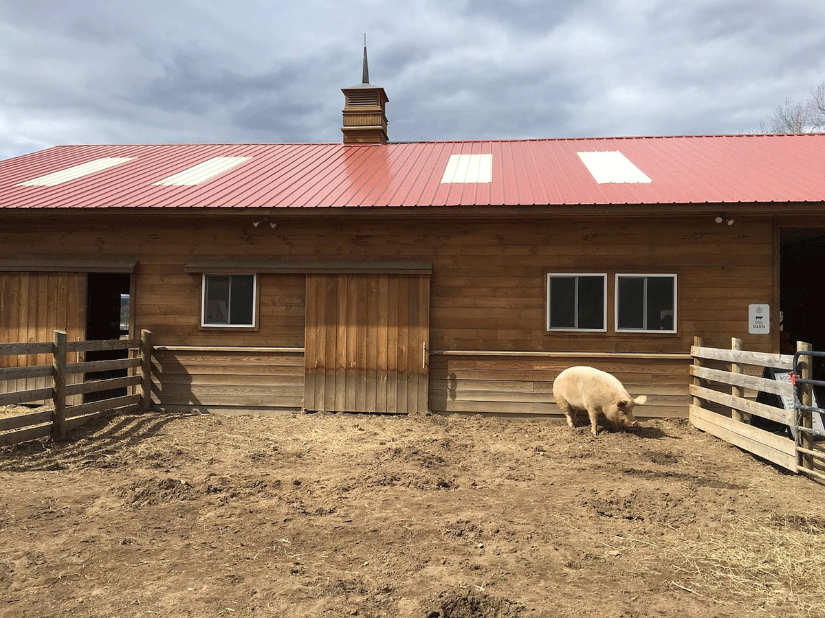 Una granja de cerdos. Pixabay
