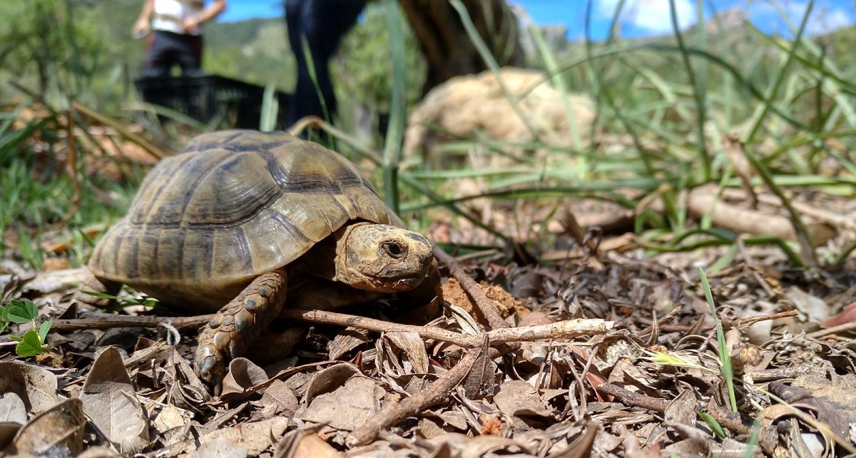 Ejemplar de tortuga mora (Testudo graeca), la más vulnerable de nuestras especies autóctonas Ejemplar de tortuga mora (Testudo graeca), la más vulnerable de nuestras especies autóctonas