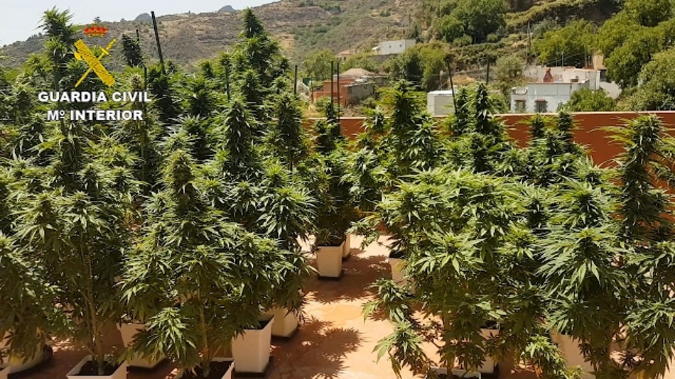 Plantación de marihuana incautada por la Guardia Civil