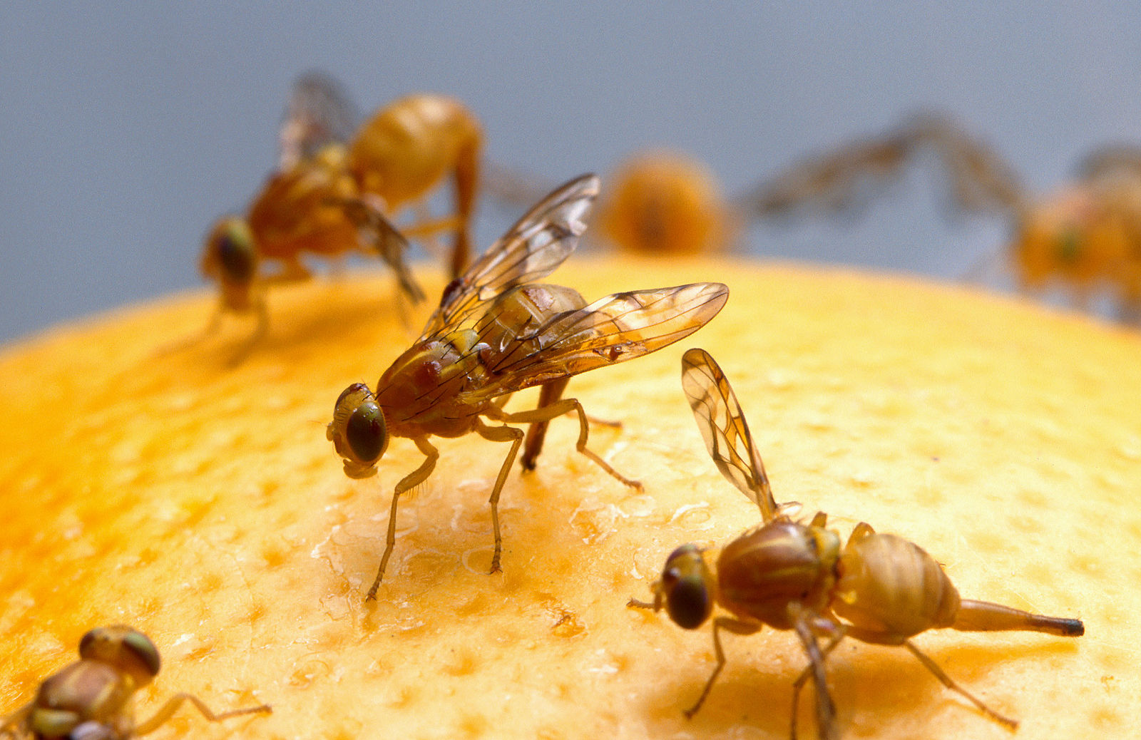 Moscas sobre una pieza de fruta. Foto: USDA